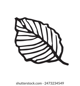 Single Leaf hand drawn vector illustration of on white