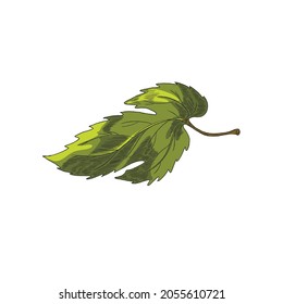 Single leaf of hop plant in engraving hand drawn botanical style vector illustration isolated on white background. Hop bush leaf colored image for beer packaging.