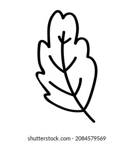 Single leaf of oak tree. Vector illustration in doodle style isolated on white background. Design element for postcard, logo, icon, web.