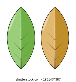 Single leaf vector with green and orange color