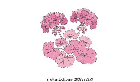 Single line art illustration of pink geranium flowers and rounded leaves. Minimalist botanical vector drawing of pelargonium plant isolated on a plain white background.