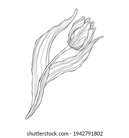 Tulipán de arte de una sola línea al estilo de las caricaturas planas. Flor silvestre de primavera silvestre con hoja en forma de contorno. Símbolo del Día de la Mujer y del Día de la Madre.