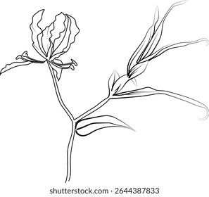 Single line drawing of a beautiful fresh honeysuckle flower for home wall art decor. Printable poster decorative sword honeysuckle flower concept. Modern line drawing flower design vector illustration