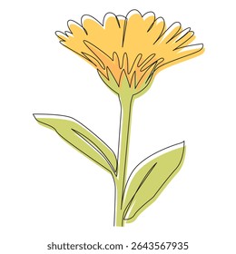 Single line drawing of calendula flower with color fill. Hand-drawn botanical illustration in modern minimalist style. Isolated vector for packaging, labels, or herbal design.