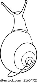 single line exotic pet snail