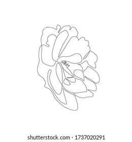 Single line illustration. Peony flower outline drawing. Botanical trendy sketch for print or tattoo design, - Vector