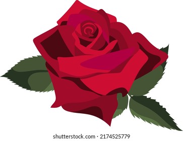Einzel-rote Rose mit grünen Blättern einzeln auf weißem Hintergrund