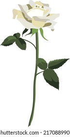 Single lush white rose flower with leaves, isolated on white background