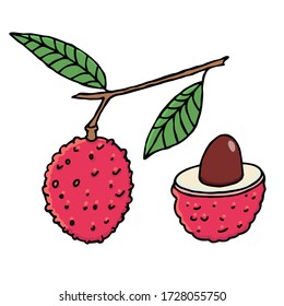 Single lychee fruit related icon, isolated on white background. Doodle vector stock illustration in cartoon style. Whole and half part of fruit. Design element.