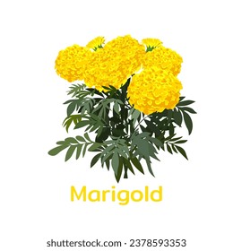 A single Marigold plats with name. vector illustration.