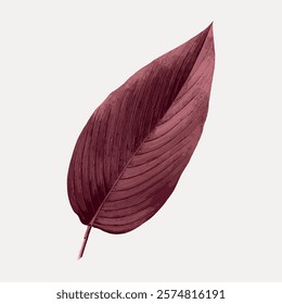 A single maroon leaf with detailed texture on a light background. The maroon leaf stands out with its intricate texture. Elegant maroon leaf design.