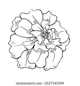 Ilustração monocromática do vetor de cabeça de flor de calêndula desenhada à mão desenhada à mão. outono florescendo tagetes planta linha arte preto tinta esboço. Elemento floral para colorir livro, ícone, tatuagem.