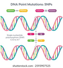 Single Nucleotide Polymorphism SNPs DNA Mutation diagram