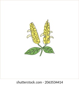Single one line drawing beauty fresh pachystachys lutea for garden logo. Decorative lollipop plant flower for home decor wall poster print art. Modern continuous line draw design vector illustration