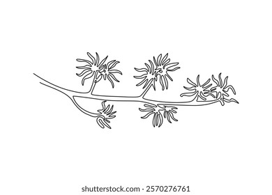 Single one line drawing beauty fresh witch hazels for garden logo. Decorative winterbloom flower concept for home wall decor art poster print. Continuous line draw design graphic vector illustration