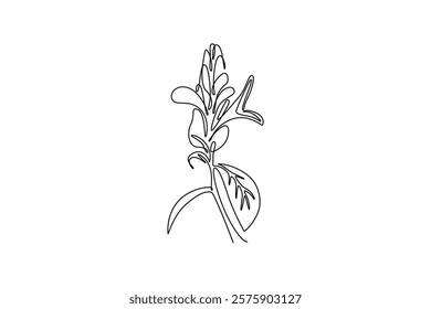 Single one line drawing beauty fresh pachystachys lutea for garden logo. Decorative lollipop plant flower for home decor wall poster art. Modern continuous line draw design graphic vector illustration