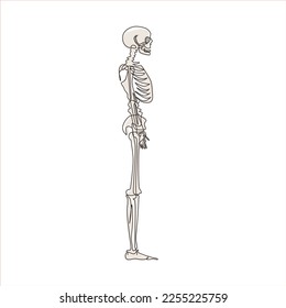 Single one line drawing side view full anatomical skeleton of a person and individual bones. Performed as an art illustration in a scientific medical style. Continuous line draw design graphic vector