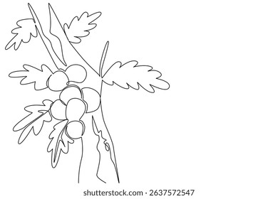 Single one line drawing some oak apples clinging to the tree branches with their leaves. Like parasites or mistletoe on plants. Biology. Oak Apple Day. Continuous line design graphic illustration