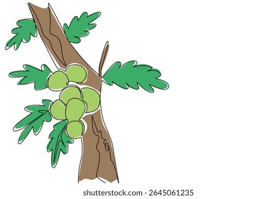 Uma única linha desenhando algumas maçãs de carvalho agarradas aos galhos das árvores com suas folhas. Como parasitas ou visco em plantas. Biologia. Dia da Maçã de Carvalho. Ilustração gráfica de design de linha contínua