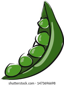 Uma única ervilha aberta, fresca e verde, com vetor, desenho a cores ou ilustração.