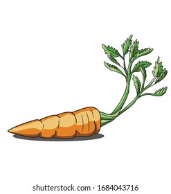 Single orange carrot isolated on white background