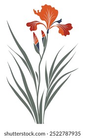 A single orange iris flower with green leaves and a bud against a white background.