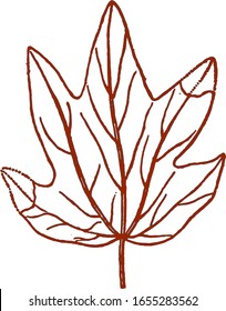 A single orange leaf of maple isolated against a white background.  Autumn logo