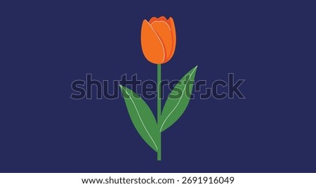 A single orange tulip stands tall against a dark blue background with two green leaves.