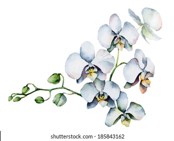 Single orchid isolated on white background. Vector illustration