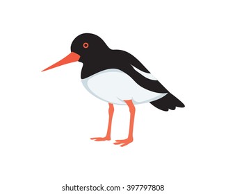 Single Oyster Catcher Bird