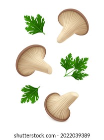 Single oyster mushrooms with green leaves of parsley hang in the air. Isolated on white background. Realistic vector illustration. 