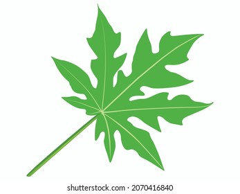 Single papaya leaf vector illustration