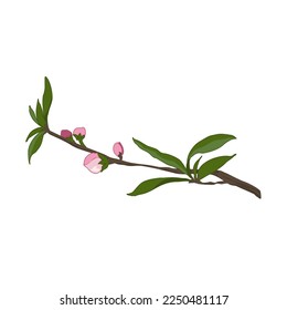 Single peach blossom flower and leaf. Isolated cherry blossom with branches on white background. close up vector pink flower. The color of Vietnamese Tet.   