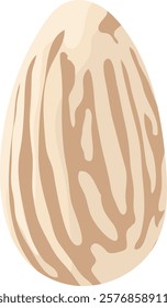 Single Peeled Almond Seed Illustration Isolated on White Background