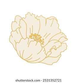 Single peony flower isolated. Delicate white bloom with golden outline. Vector illustration. Asian Chinese design element for card or logo sign. Vintage floral symbol.