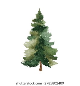 A single pine tree with green branches