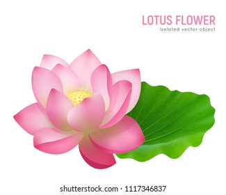 Single pink beautiful lotus flower with leaf close up isolated image on white background realistic vector illustration 