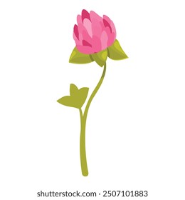 Single pink clover flower blooming with green leaves on white background