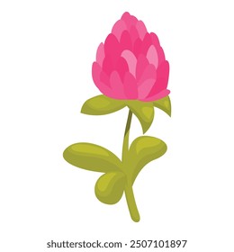 Single pink clover flower blooming on a stem with green leaves on a white background