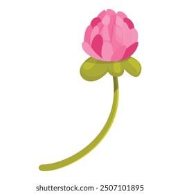 Single pink clover flower is growing on a thin green stem