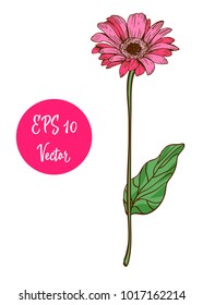 Single pink daisy flower vector illustration, beautiful flower on long stem isolated on white background