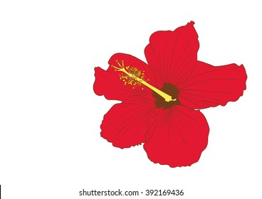 single pink hibiscus hand drawing vector on white background