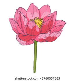 Single pink lotus flower blooming in close up isolated on white background, sacred nelumbo nucifera blossom, zen and meditation concept