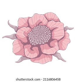 Single pink peony. Flower head isolated on white background. Hand drawn floral illustration. Botanical vector art in cartoon style.