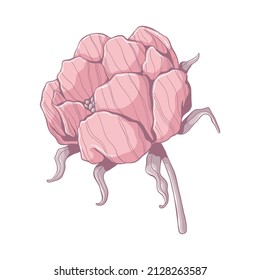 Single pink peony. Flower head isolated on white background. Hand drawn floral illustration. Botanical vector art in cartoon style.