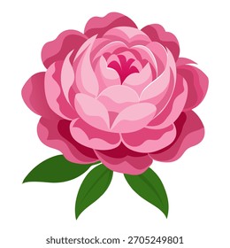 Flor de peonía rosa. Ilustración vectorial aislada sobre fondo blanco