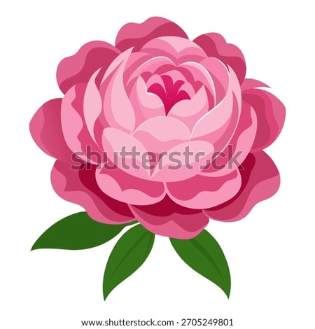 Single pink peony flower. Vector Illustration isolated on white background