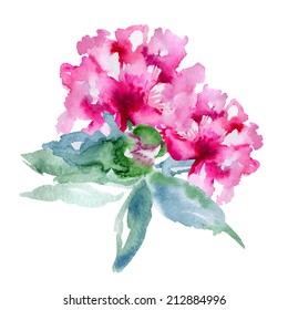 Single pink peony isolated on white background. Vector illustration
