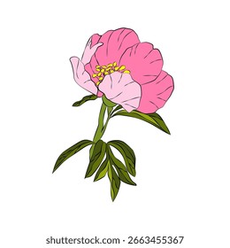 Peônia rosa única no tronco com folhas verdes — ilustração floral vetor esboçado
