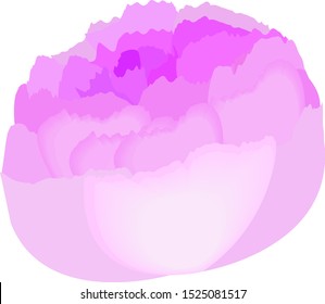 A single pink Peony. Vector.